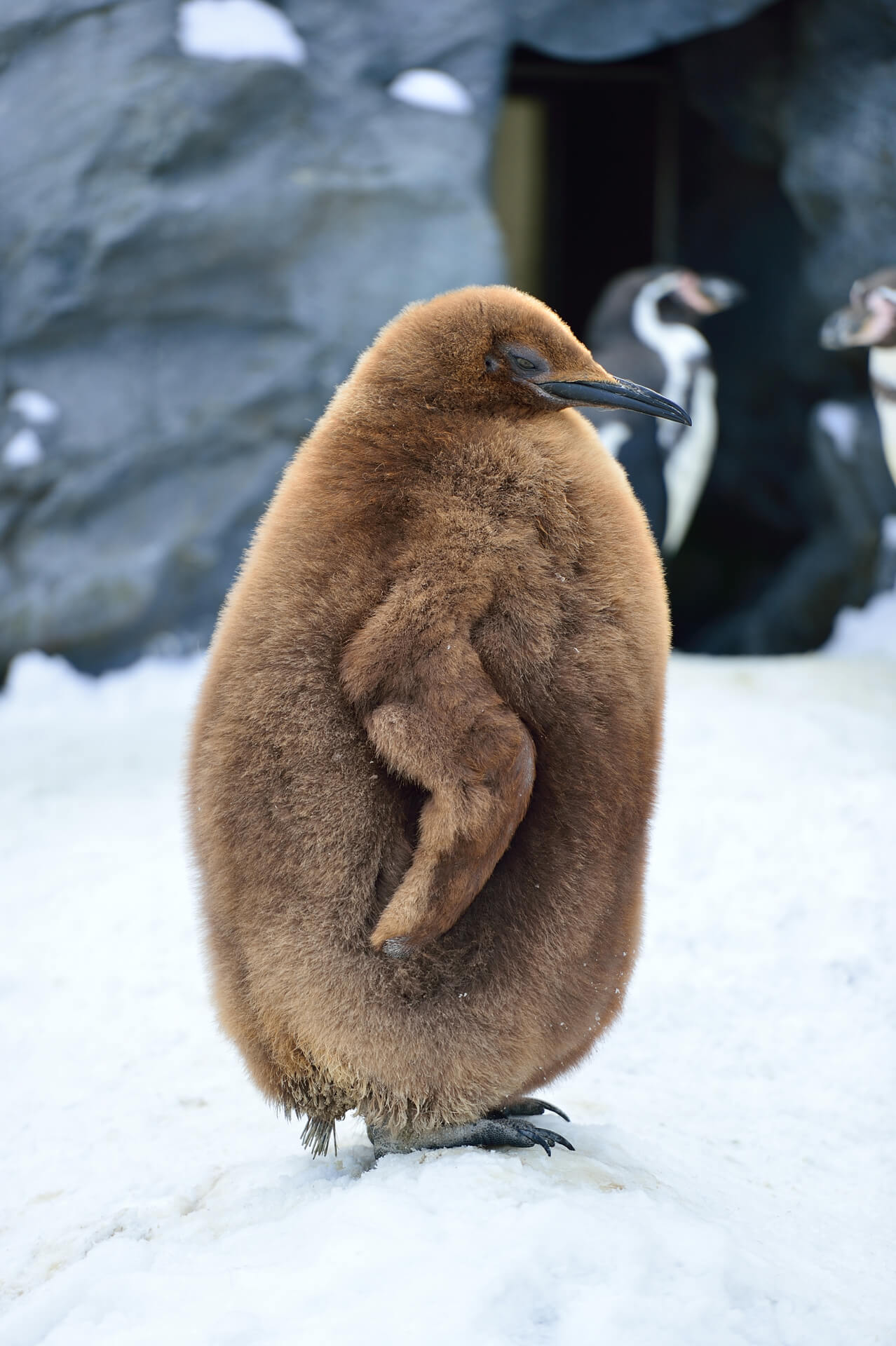 旭川動物園、オウサマペンギンの雛