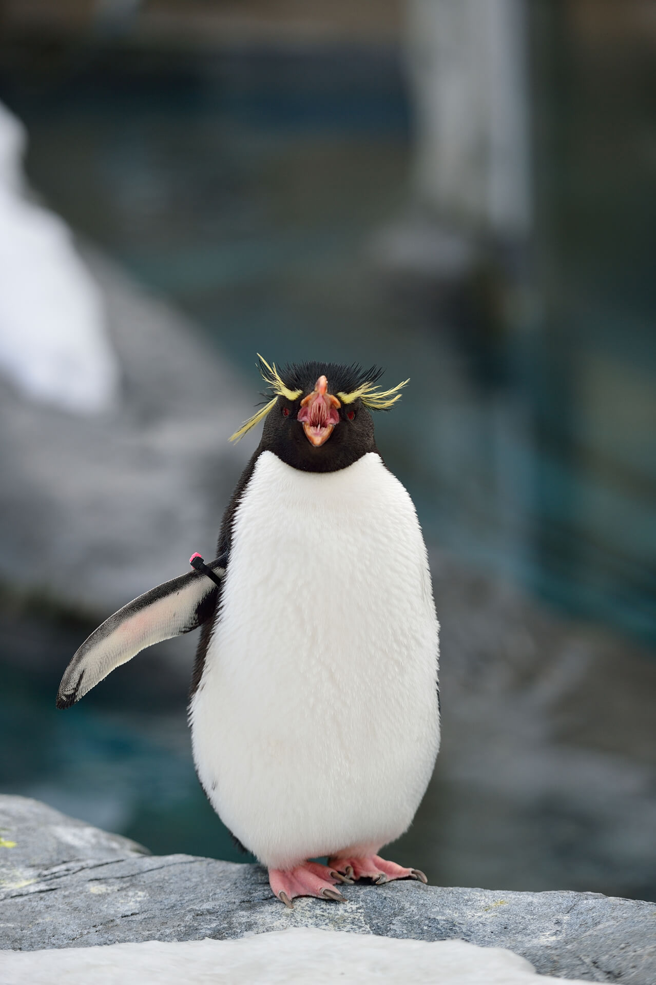 旭山動物園、イワトビペンギン